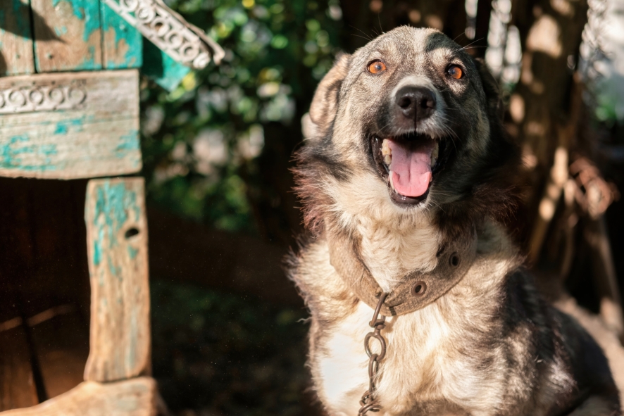 Projeto de Lei prevê prisão para quem manter animais acorrentados permanentemente